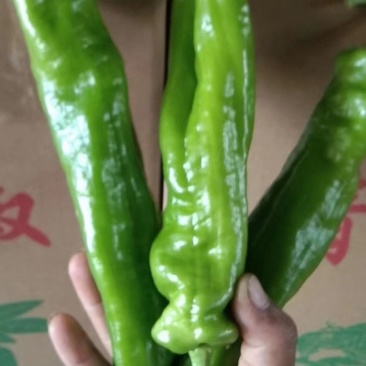精品泡椒，青椒大量上市中，货源充足，产地直供，需要的联系