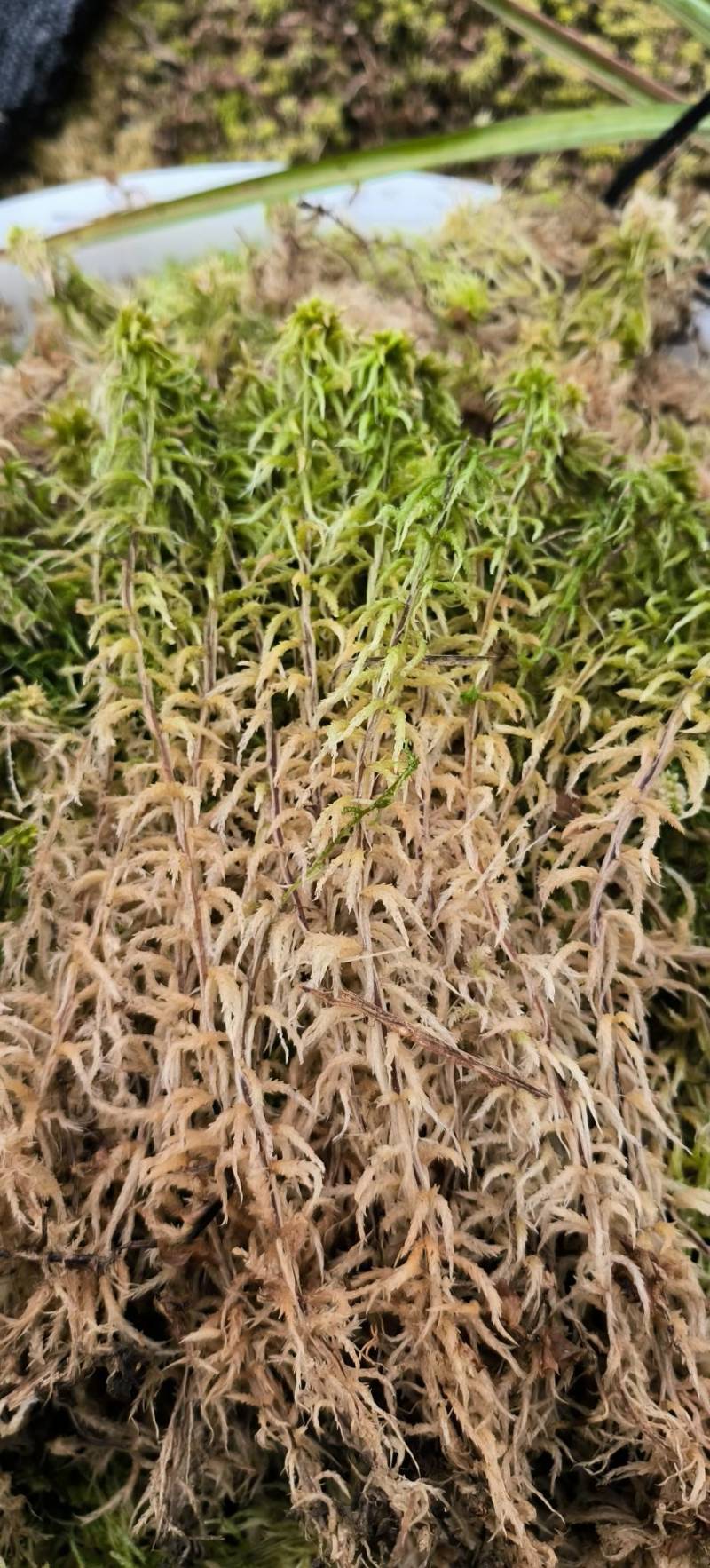 贵州从江高山优质水苔干货无杂草一千斤起批