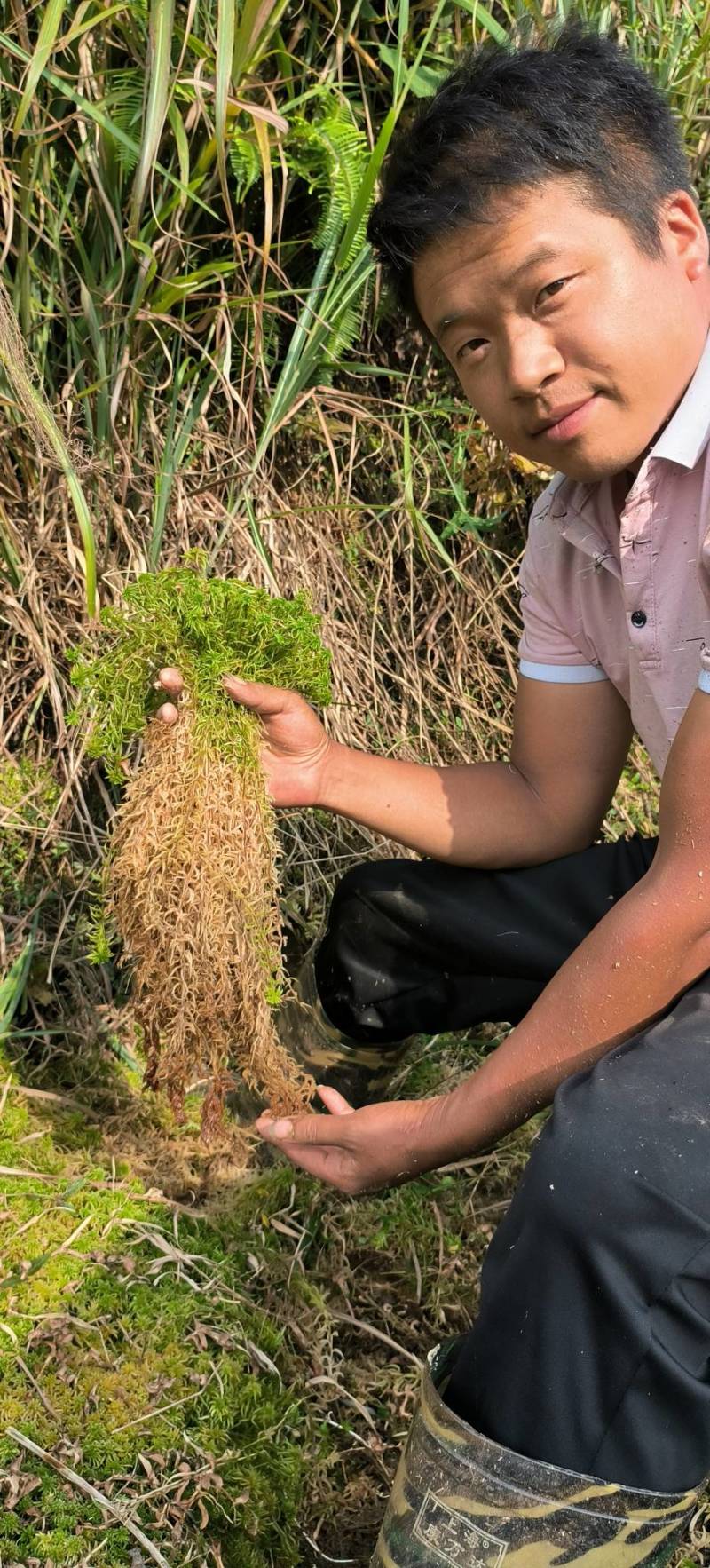 贵州从江高山优质水苔干货无杂草一千斤起批