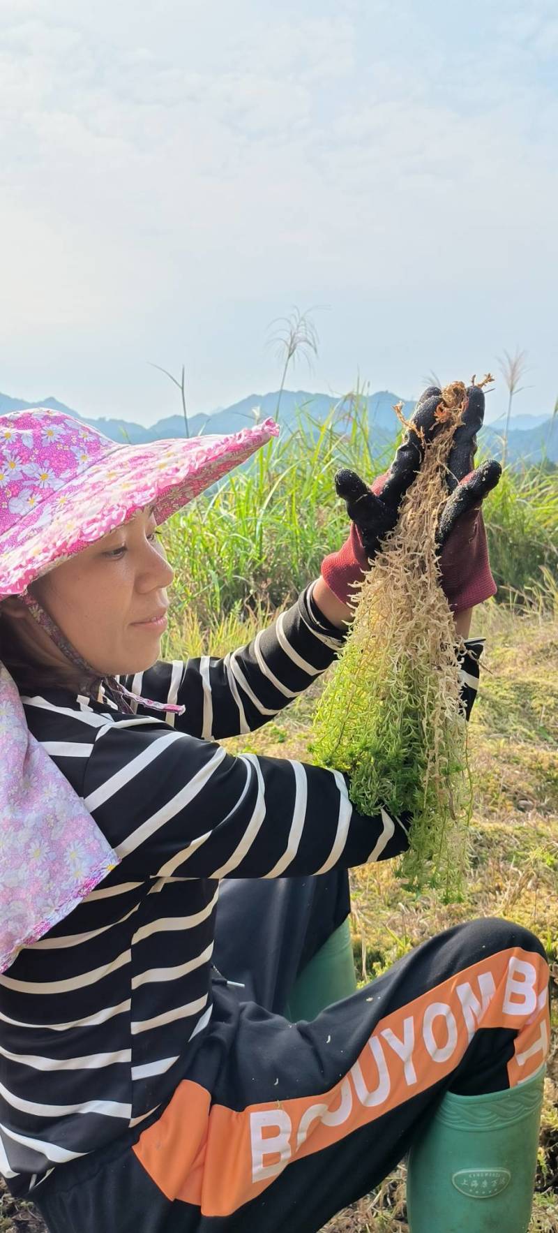 贵州从江高山优质水苔干货无杂草一千斤起批