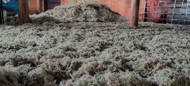 贵州从江高山优质水苔干货无杂草一千斤起批