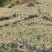 贵州从江高山优质水苔干货无杂草一千斤起批