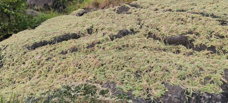 贵州从江高山优质水苔干货无杂草一千斤起批