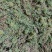 贵州从江高山优质水苔干货无杂草一千斤起批