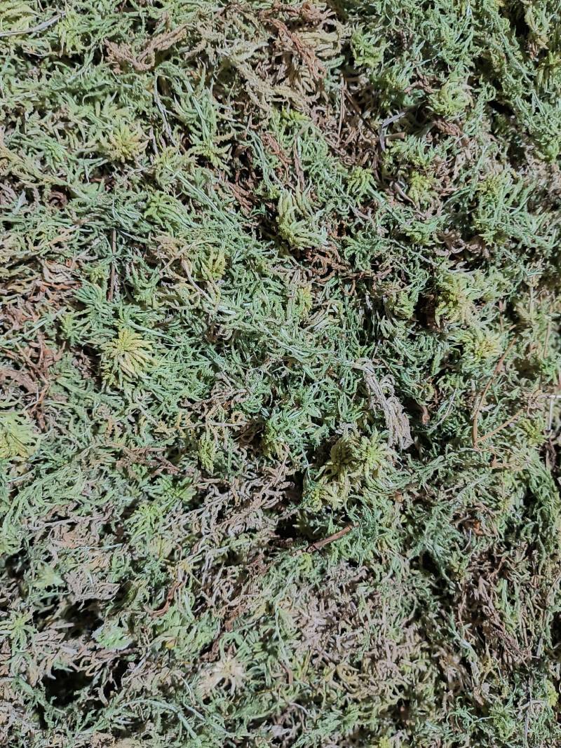贵州从江高山优质水苔干货无杂草一千斤起批