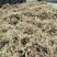 贵州从江高山优质水苔干货无杂草一千斤起批