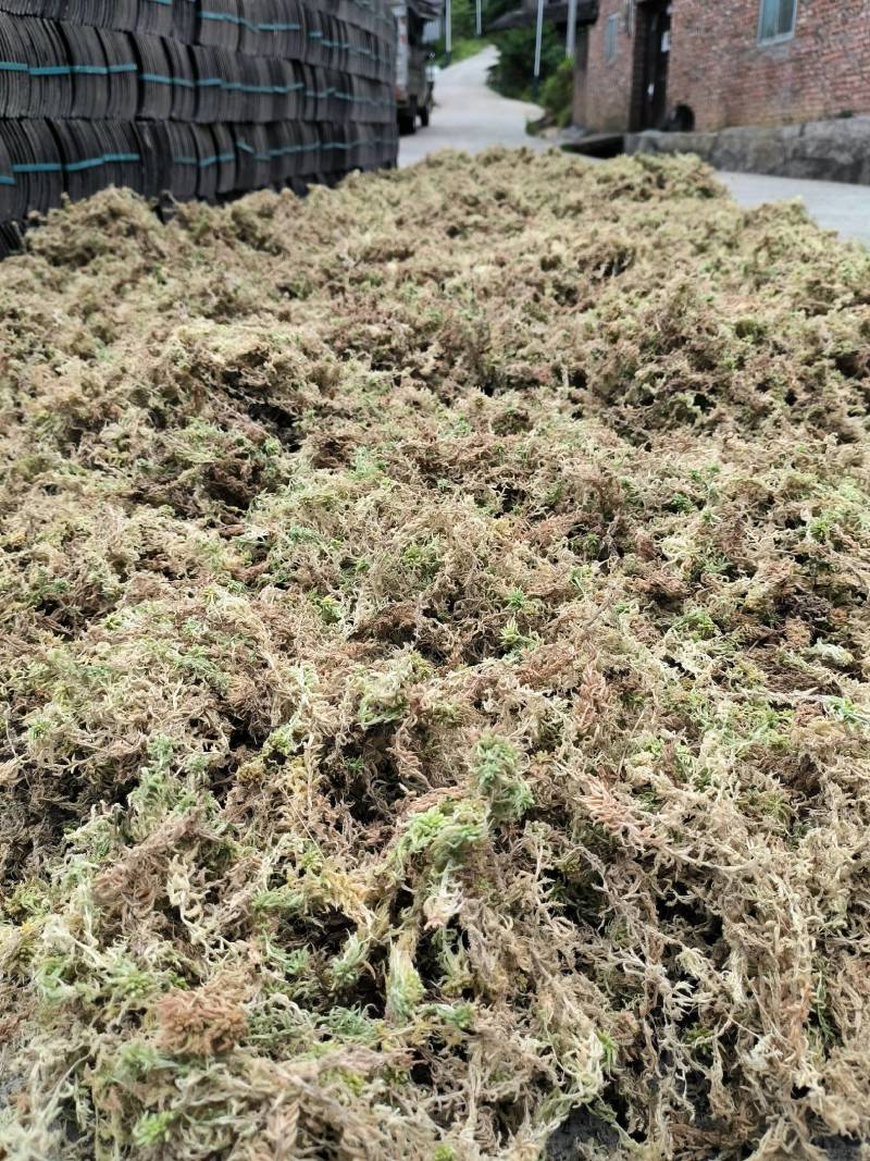 贵州从江高山优质水苔干货无杂草一千斤起批