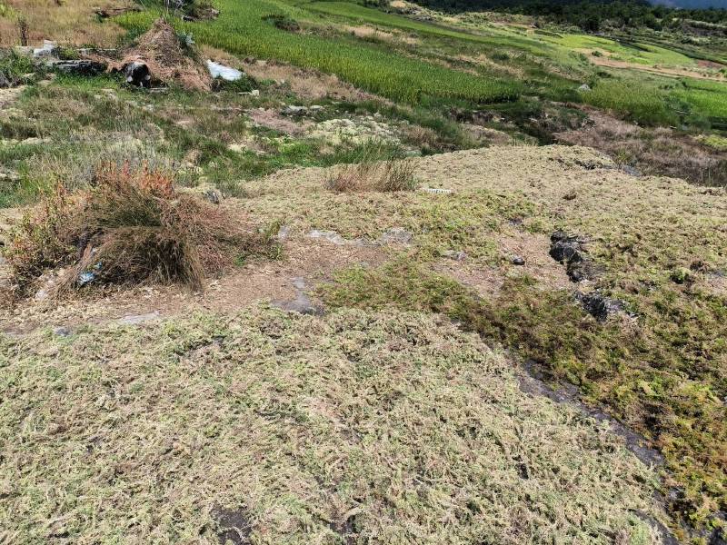 贵州从江高山优质水苔干货无杂草一千斤起批