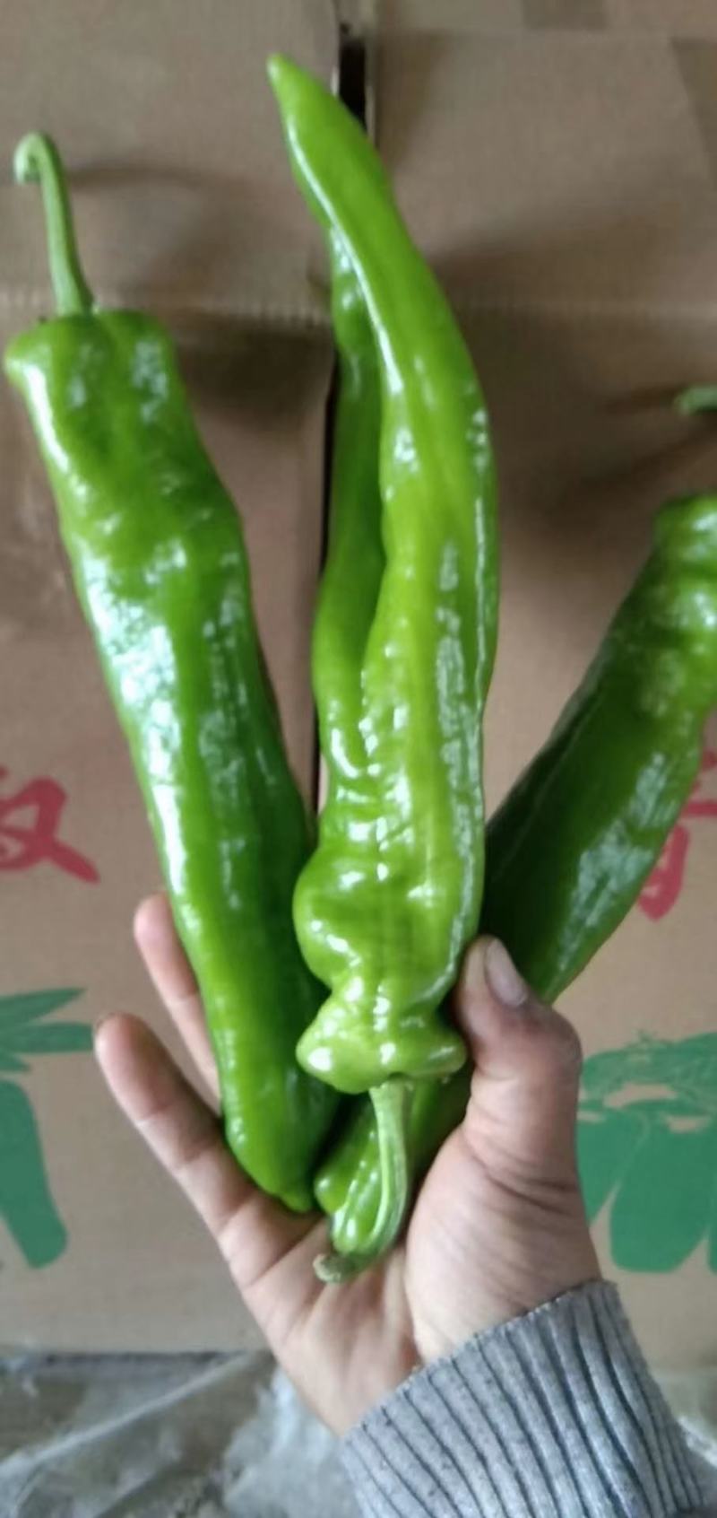 精品泡椒，青椒大量上市中，货源充足，产地直供，需要的联系
