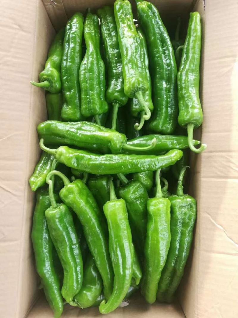 精品泡椒，青椒大量上市中，货源充足，产地直供，需要的联系