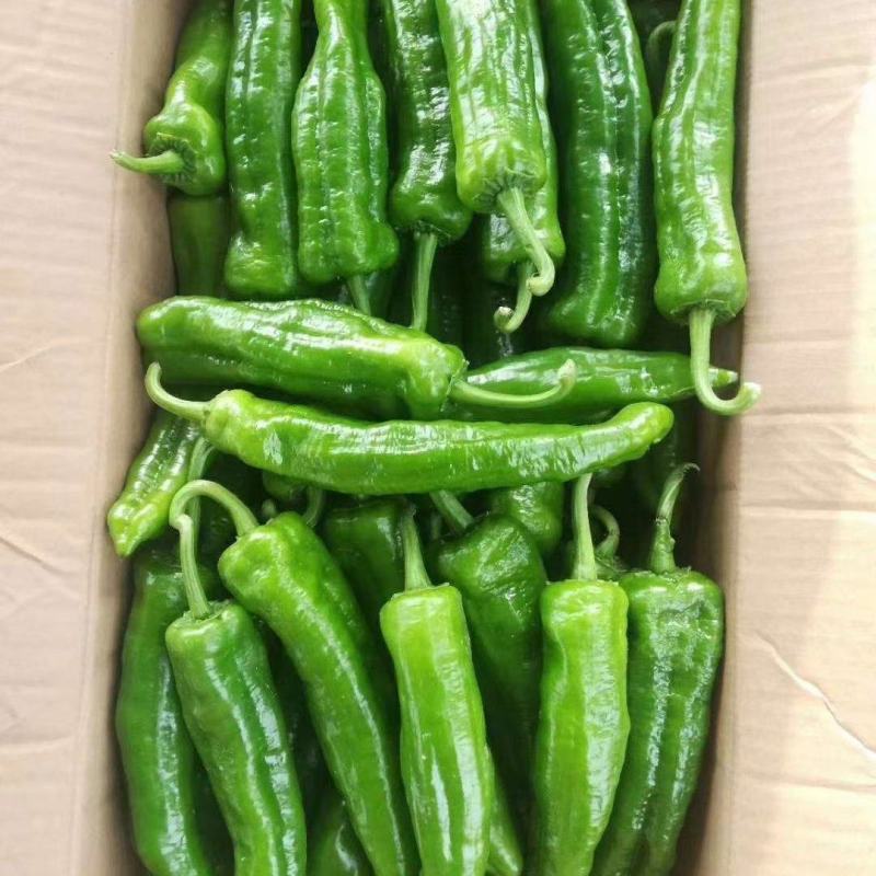 精品301泡椒大量上市中，货源充足，产地直供