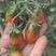 水果西红柿，大型基地种植，支持各种规格包装，零担车物流方
