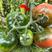 水果西红柿，大型基地种植，支持各种规格包装，零担车物流方