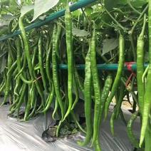 大型基地种植辣椒，支持各种规格包装，多种品种种植