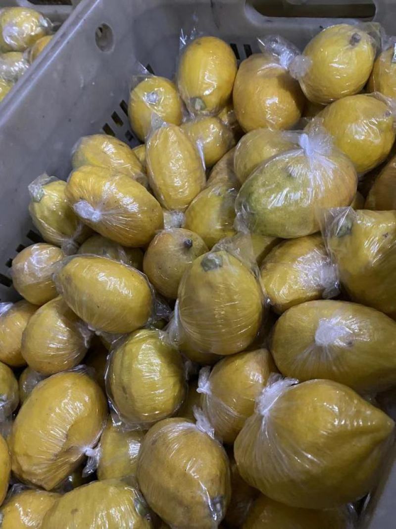 广香水柠檬黄果