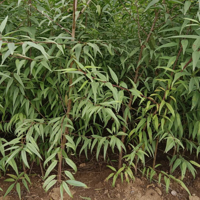 山桃苗大田山桃苗花椒树苗萍果树苗