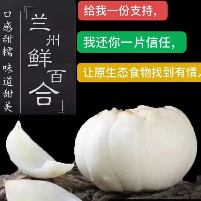 甘肃兰州百合基地直发包邮每袋4颗