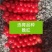 五味子苗包成活，死苗退款，量大优惠，多买2毛钱一棵