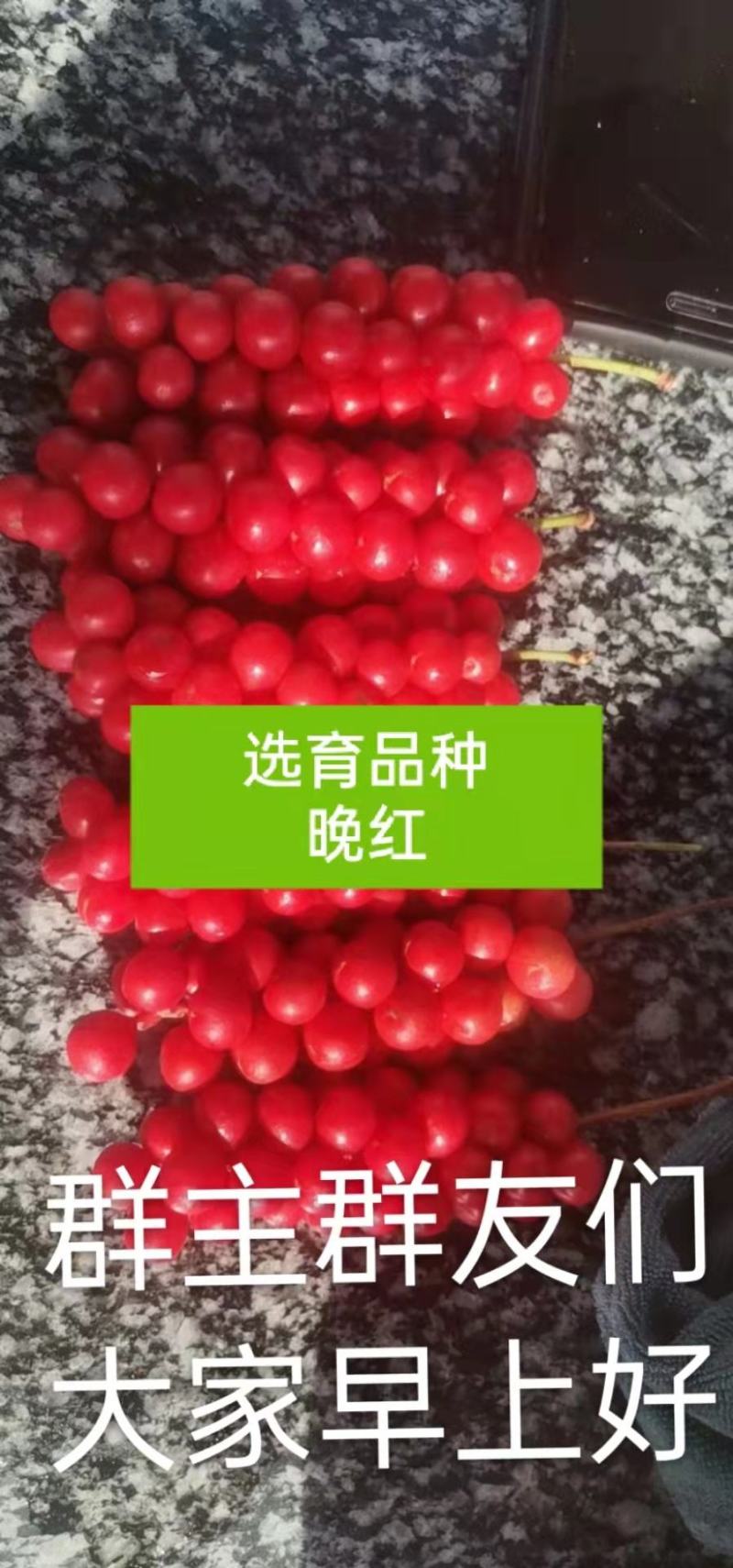 五味子苗包成活，死苗退款，量大优惠，多买2毛钱一棵