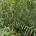 山桃苗大田山桃苗花椒树苗萍果树苗