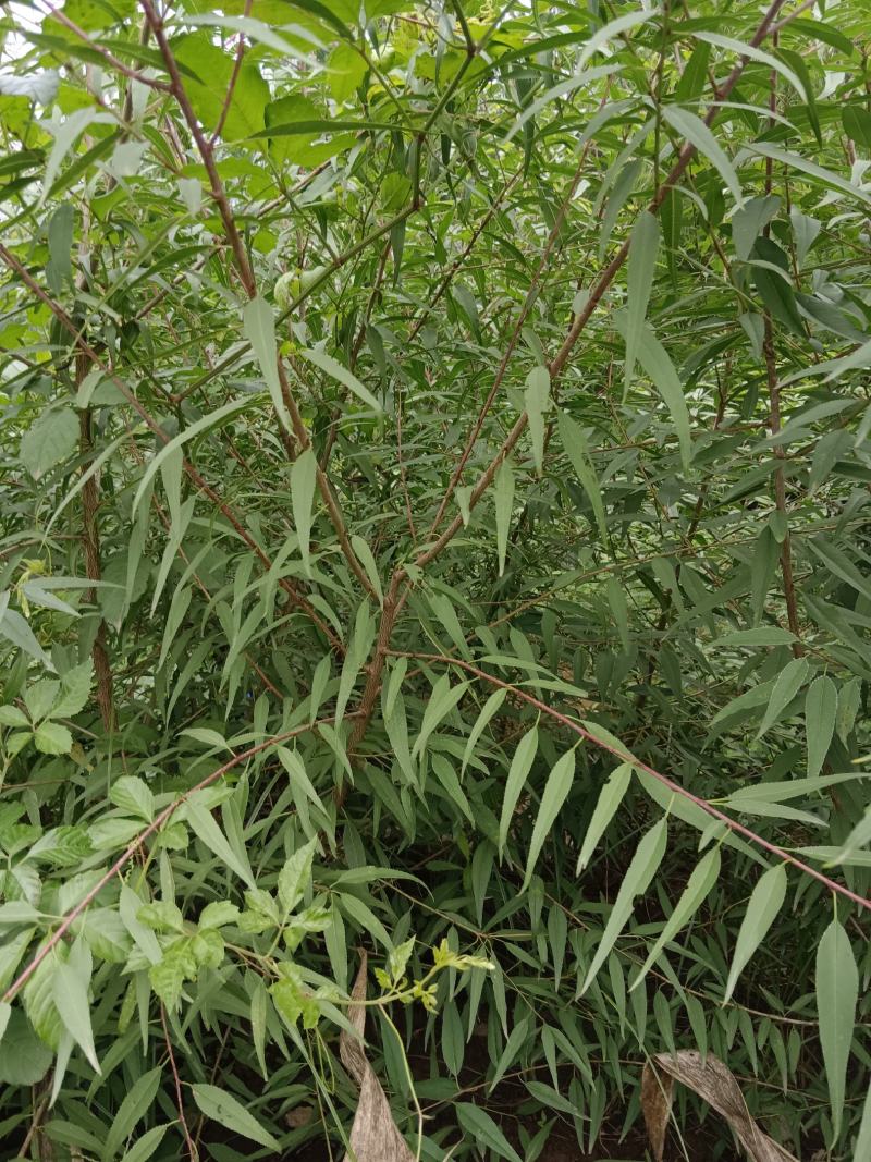 山桃苗大田山桃苗花椒树苗萍果树苗
