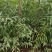 山桃苗大田山桃苗花椒树苗萍果树苗