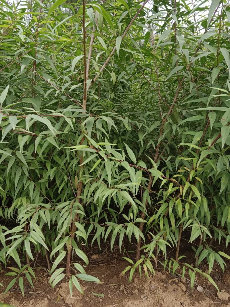 山桃苗大田山桃苗花椒树苗萍果树苗
