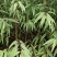 山桃苗大田山桃苗花椒树苗萍果树苗