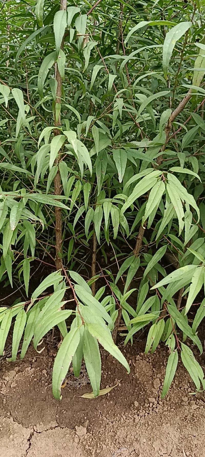 山桃苗大田山桃苗花椒树苗萍果树苗
