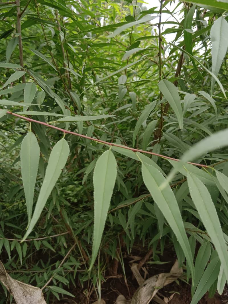 山桃苗大田山桃苗花椒树苗萍果树苗