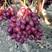 陕西冰美人葡萄大量上市供应。欢迎全国各地客户前来采购