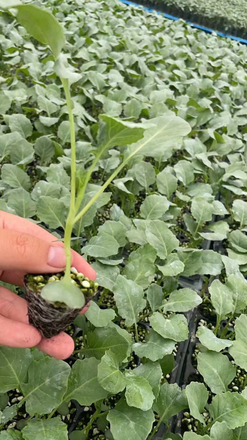 西兰花苗炎秀耐寒优秀西兰花种苗寿光育苗基地现苗有售
