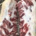 低价牛胸骨，含肉量高。