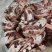 低价牛胸骨，含肉量高。