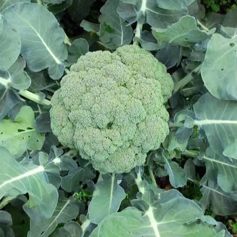 西兰花苗炎秀耐寒优秀西兰花种苗寿光育苗基地现苗有售