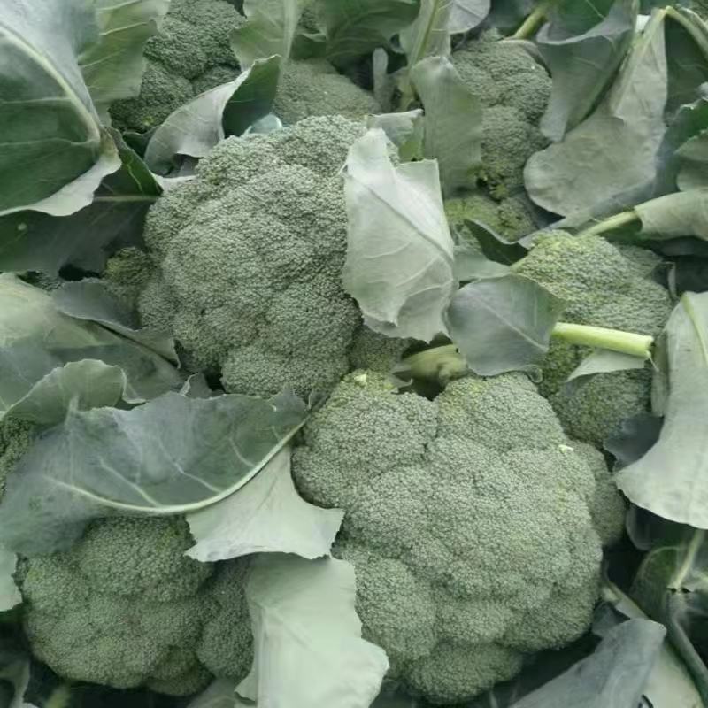 西兰花苗炎秀耐寒优秀西兰花种苗寿光育苗基地现苗有售