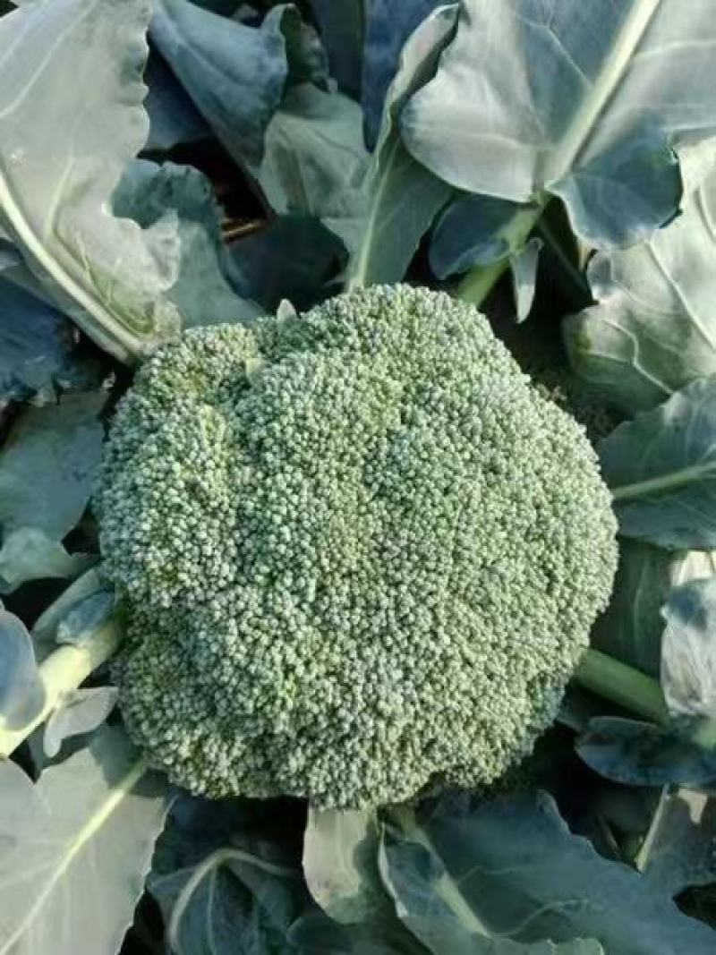 西兰花苗炎秀耐寒优秀西兰花种苗寿光育苗基地现苗有售