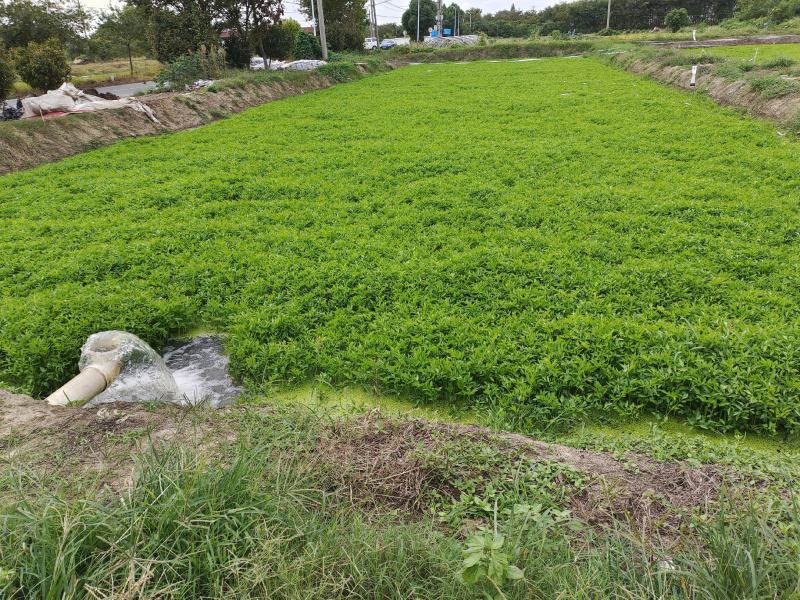 【好货】芹菜常州水芹产地直发供应各大市场电商商