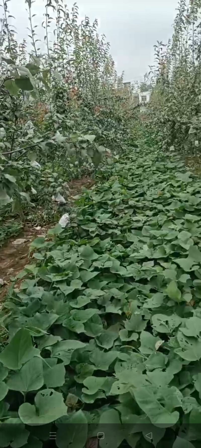 5年的早酥红梨树