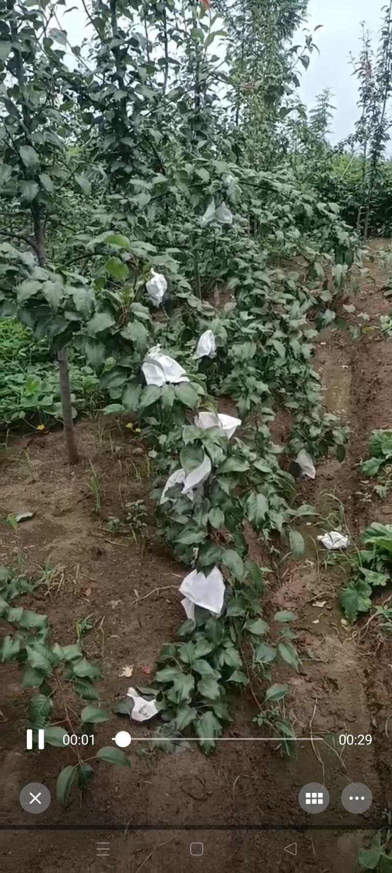 5年的早酥红梨树