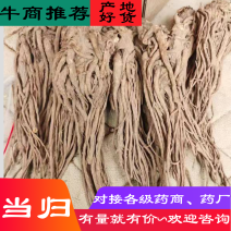 甘肃当归个子优质当归条无硫一手货源量足价格美