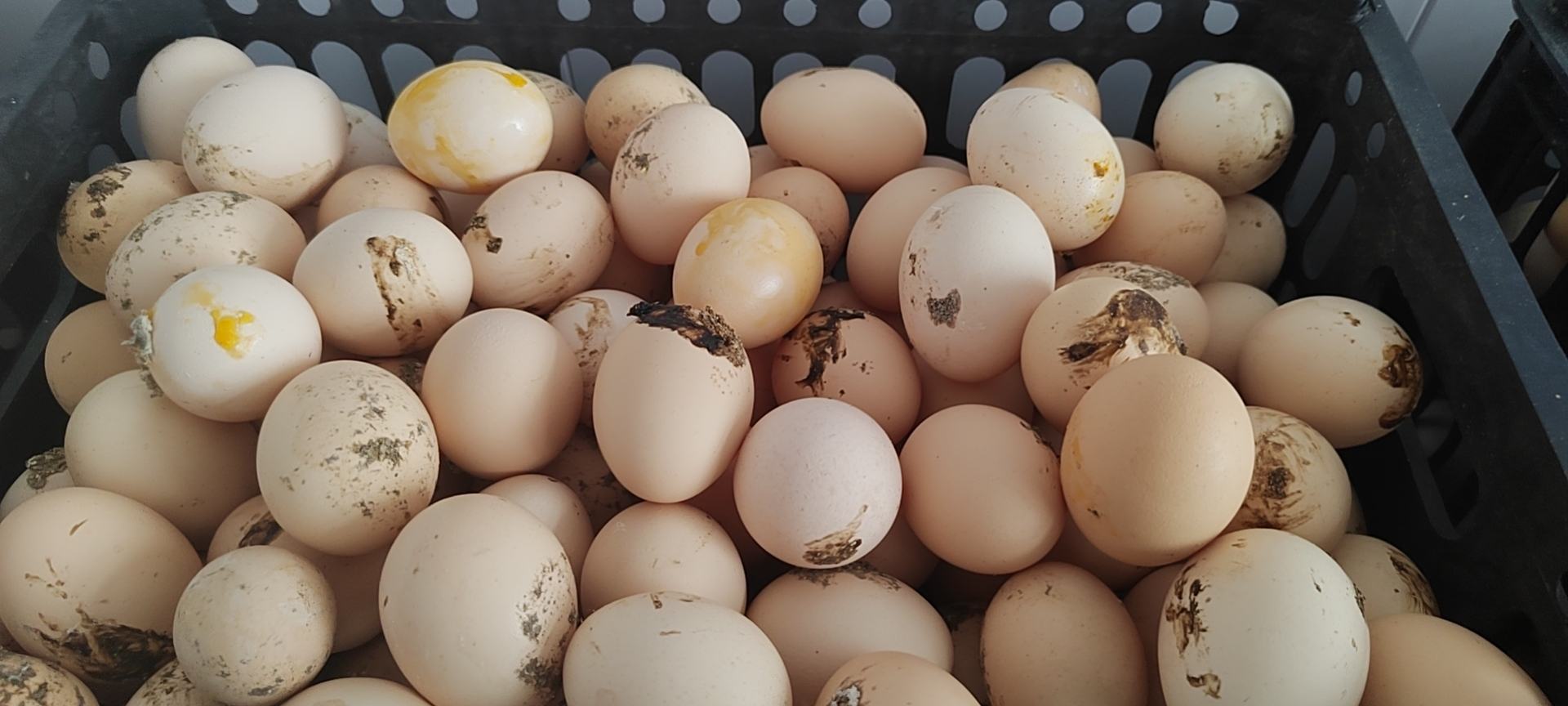 鸡蛋存放在不卫生环境中的场景,背景有苍蝇和垃圾 鸡蛋存放环境图