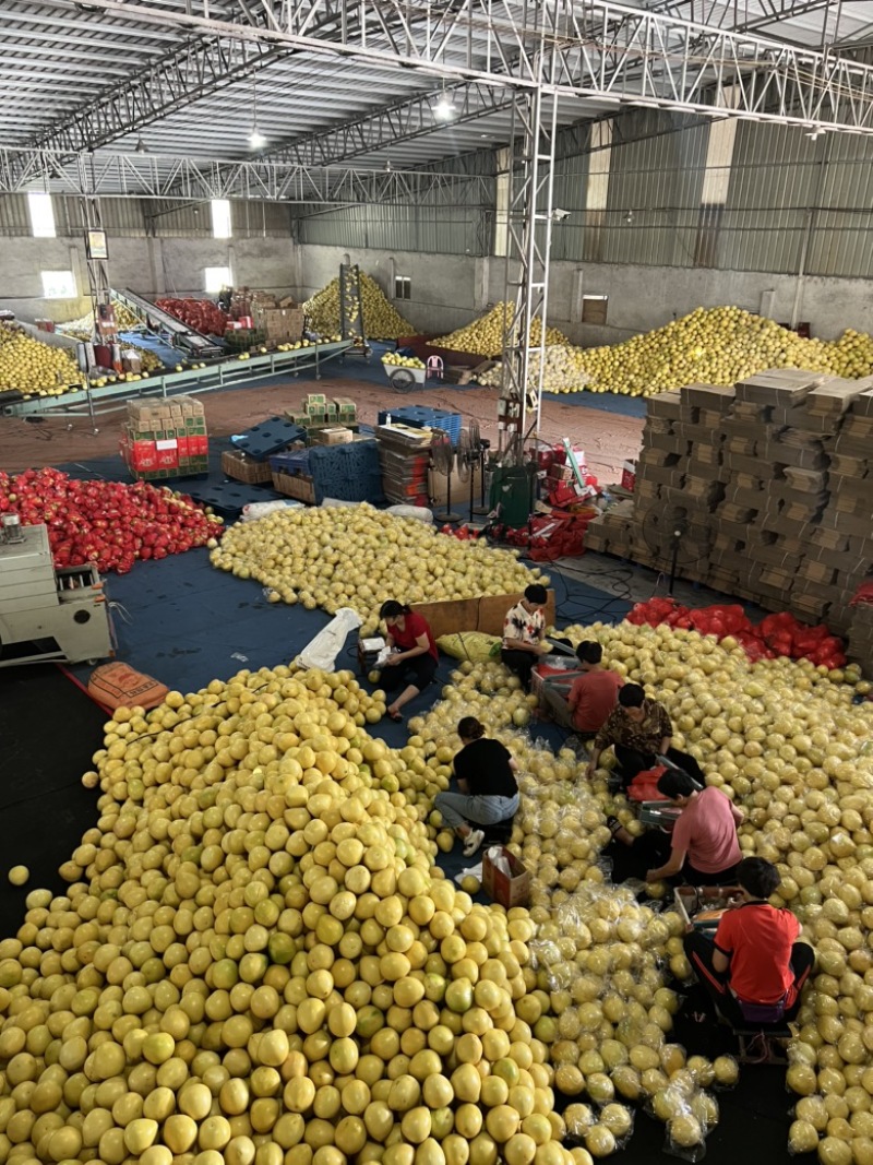 红心蜜柚产地直供一手货源，电商社区团购市场来电咨询