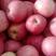 山东红富士苹果大量上市（条红.片红）果园订货.一手货源