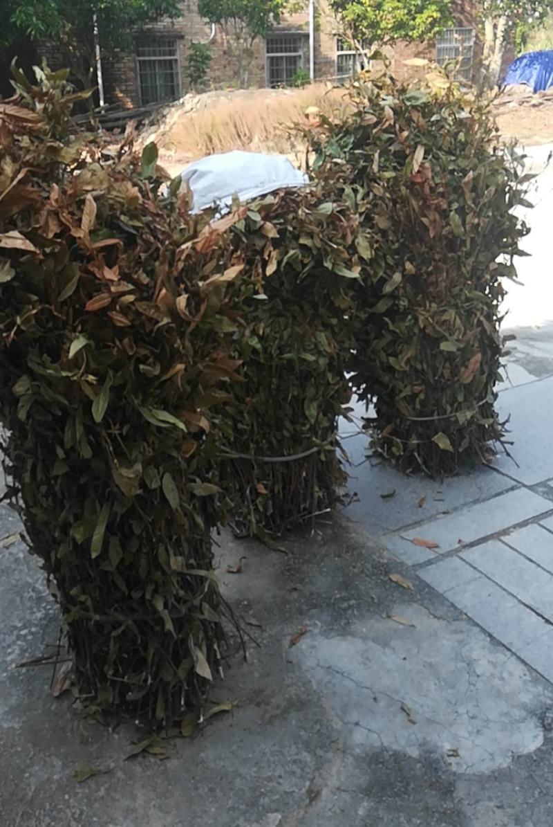 葫芦茶种植基地长期供货