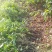 葫芦茶种植基地长期供货