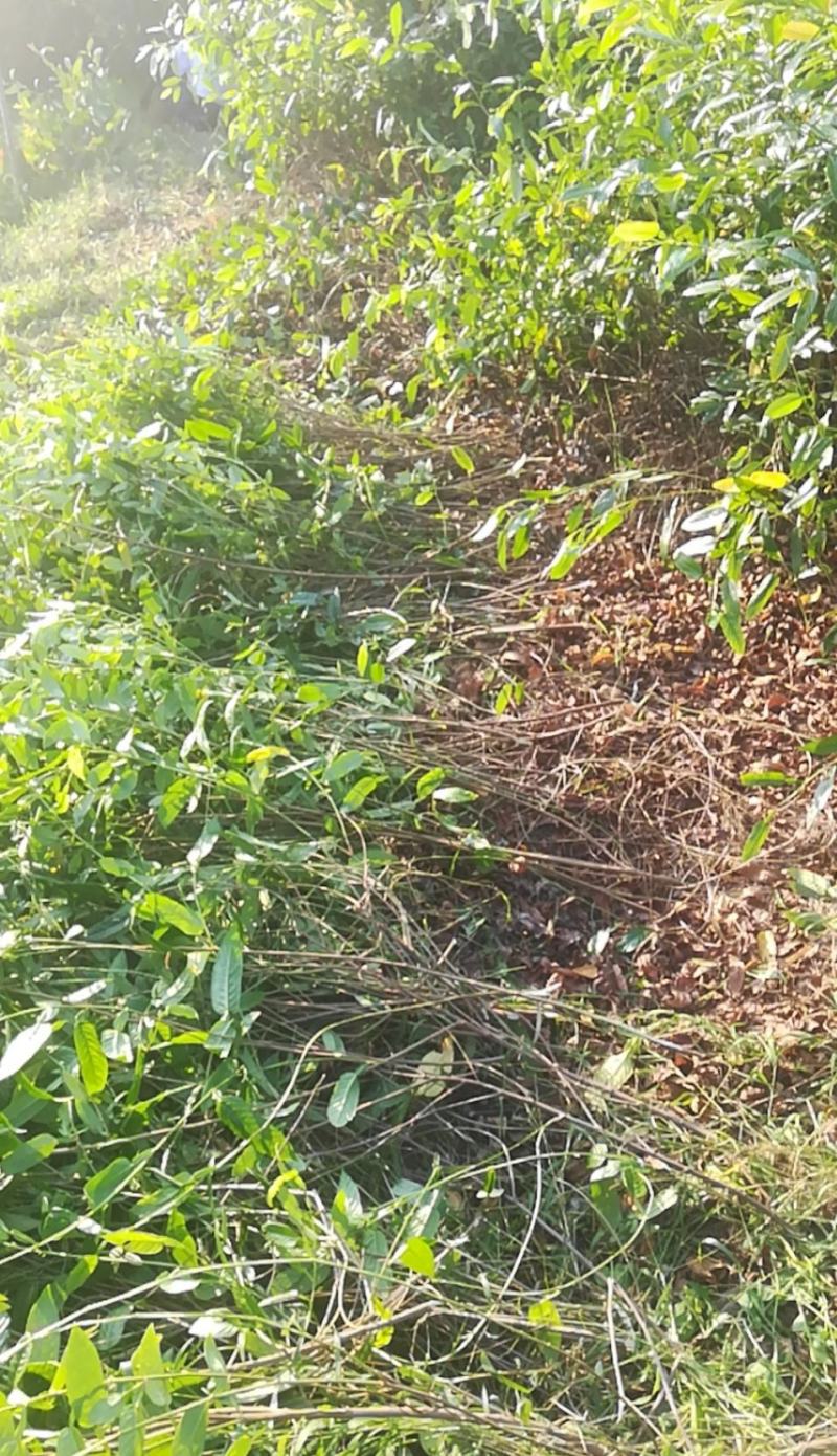 葫芦茶种植基地长期供货