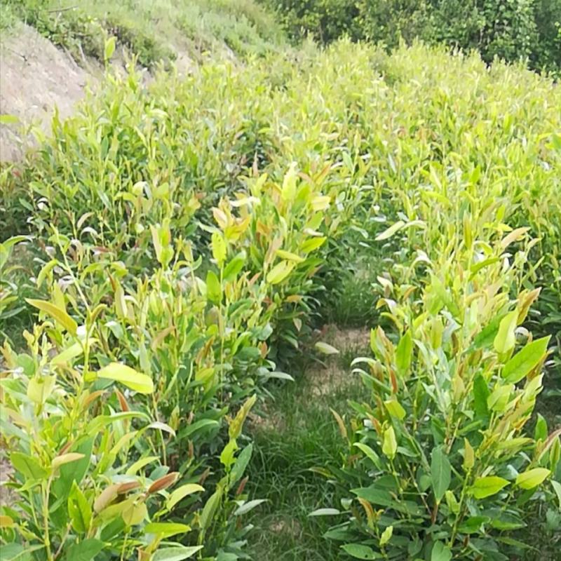 葫芦茶种植基地长期供货