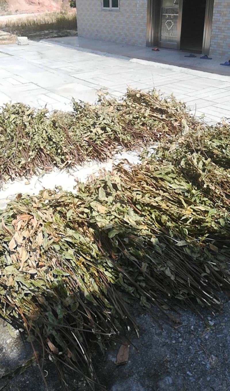 葫芦茶种植基地长期供货