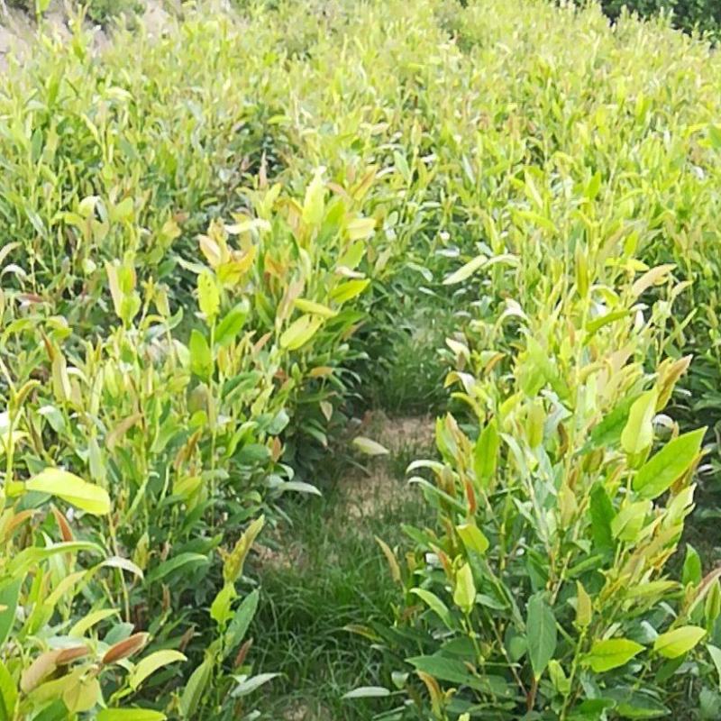 葫芦茶种植基地长期供货